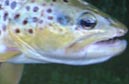 guide de pêche